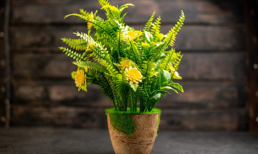 Чому в’януть навіть здорові рослини: 5 причин, які неочевидні