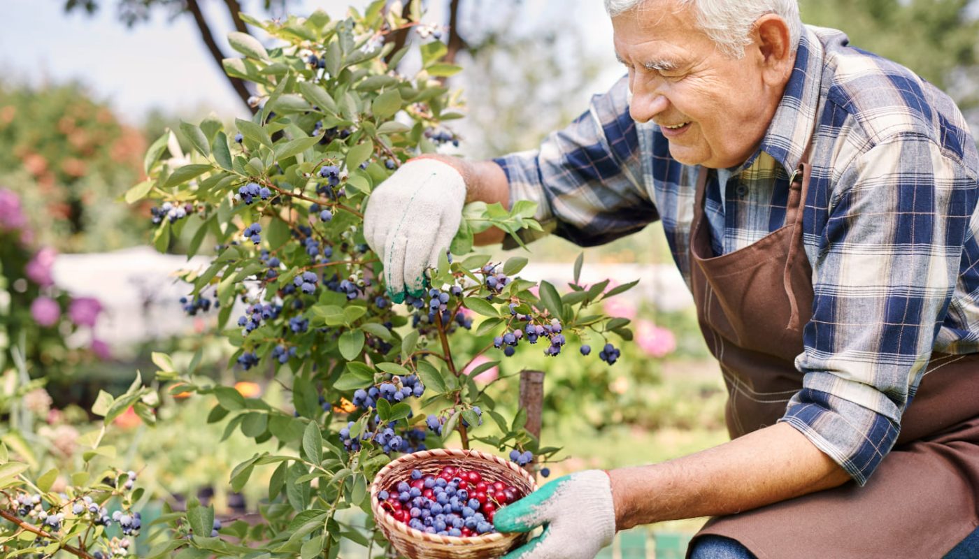 як виростити лохину