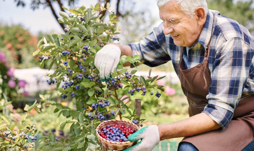 Лохина мрії за один сезон: як змусити її плодоносити вже в перший рік