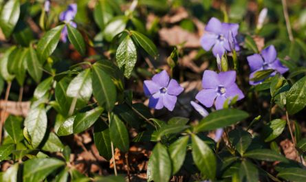 екологічний сад