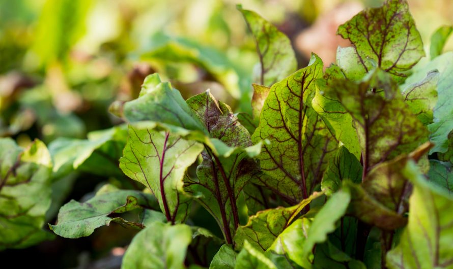 Вирощуєш овочі? Тоді тобі потрібно це знати про зміни клімату!