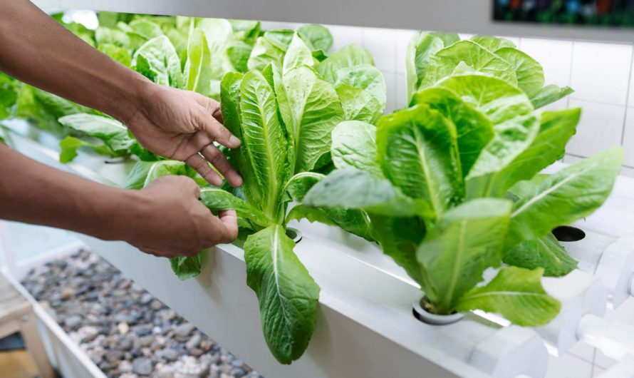 Город без землі: усе, що треба знати про гідропоніку, простими словами