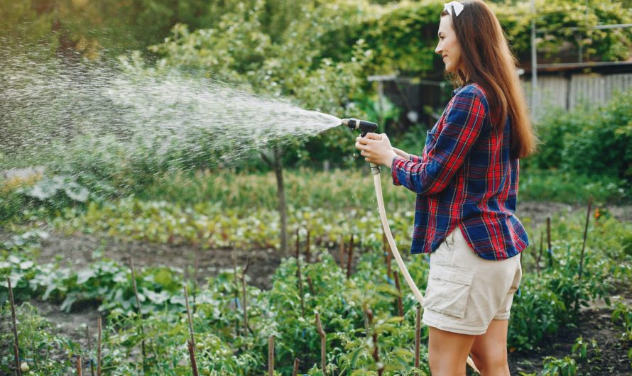 Ранок чи ніч? Експерти назвали найгірший час для поливу!