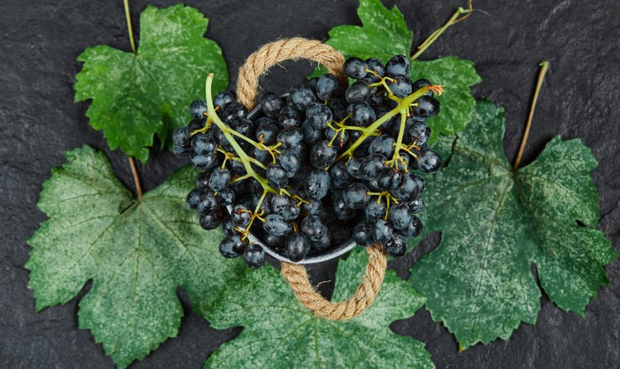 Эти растения уничтожат вашу смородину! Избегайте их на грядке!