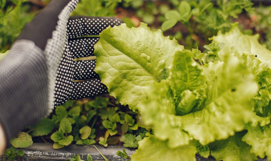 Рукола, ромейн чи лолло? Обираємо найкращий літній салат