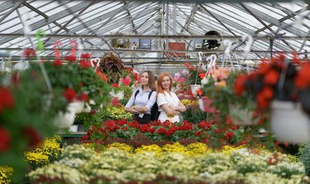 как сделать оранжерею