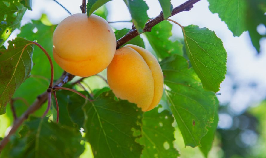 Абрикос не росте? Можливо, ти не знаєш головного правила посадки!