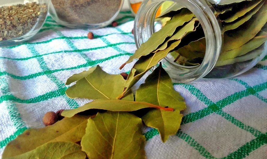 Як звичайне лаврове листя може зміцнити ґрунт і допомогти рослинам рости краще