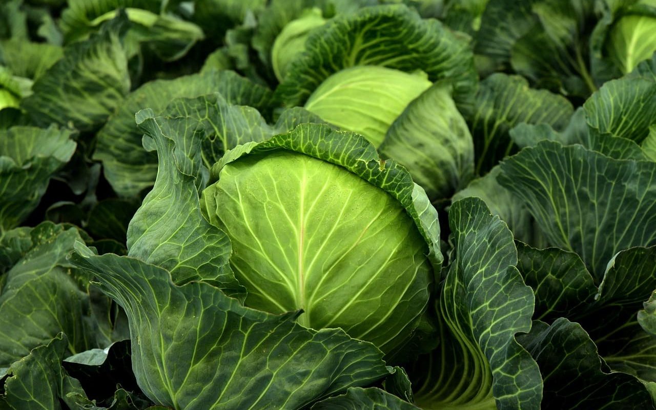 Месячный посевной календарь на июль 2025