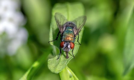 как избавиться от мух в доме