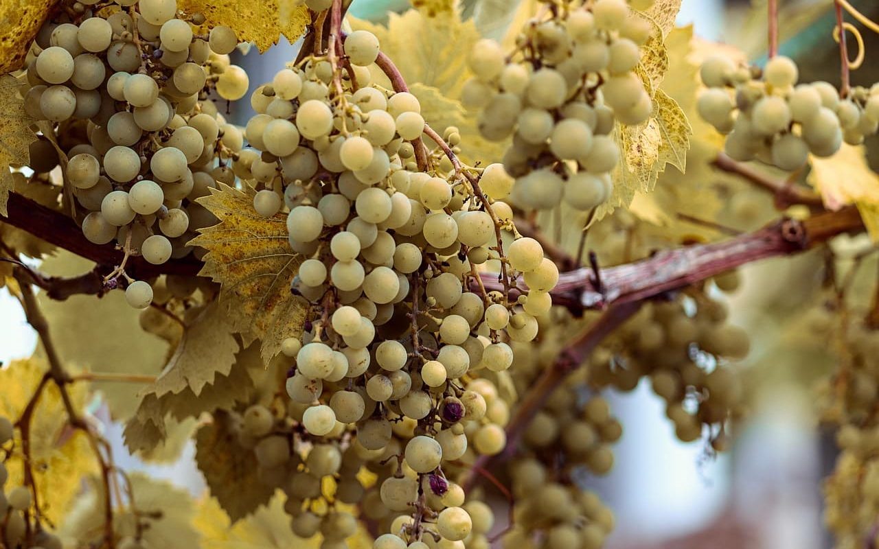 Почему виноград становится мелким