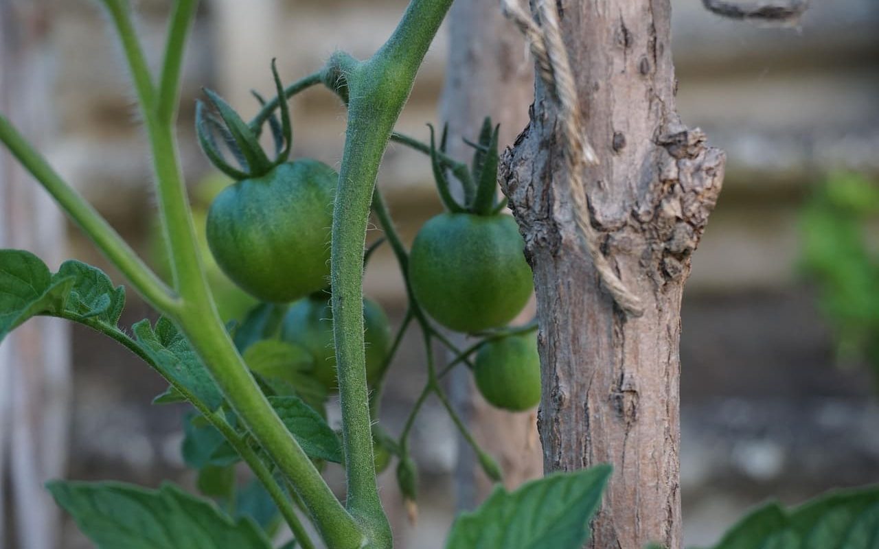 як допомогти помідорам плодоносити