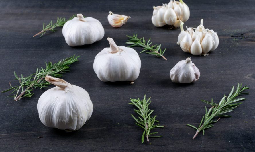 Чому ваш часник не росте великим і що з цим робити?