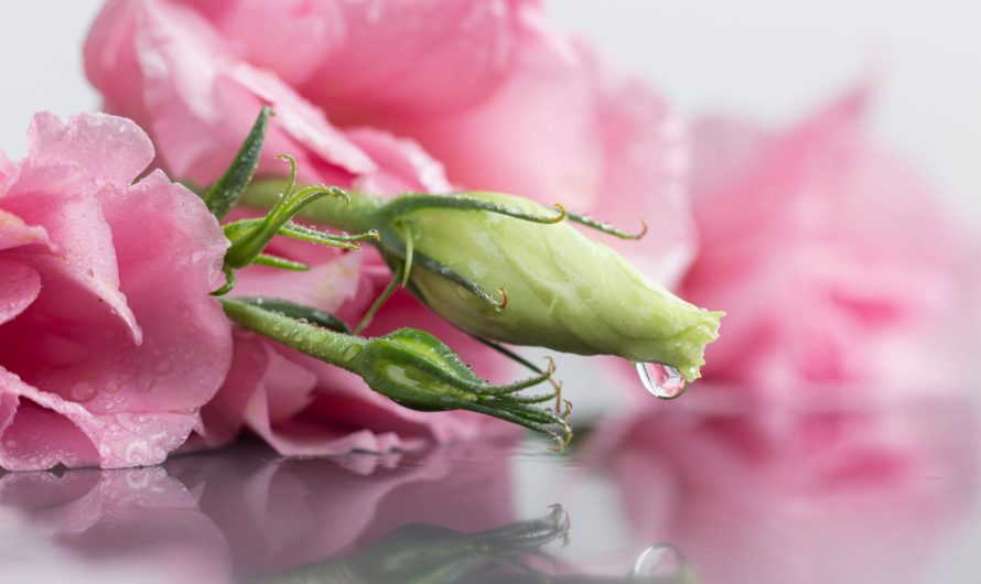 Чому варто зрізати зів’ялі бутони квітів, навіть якщо шкода?