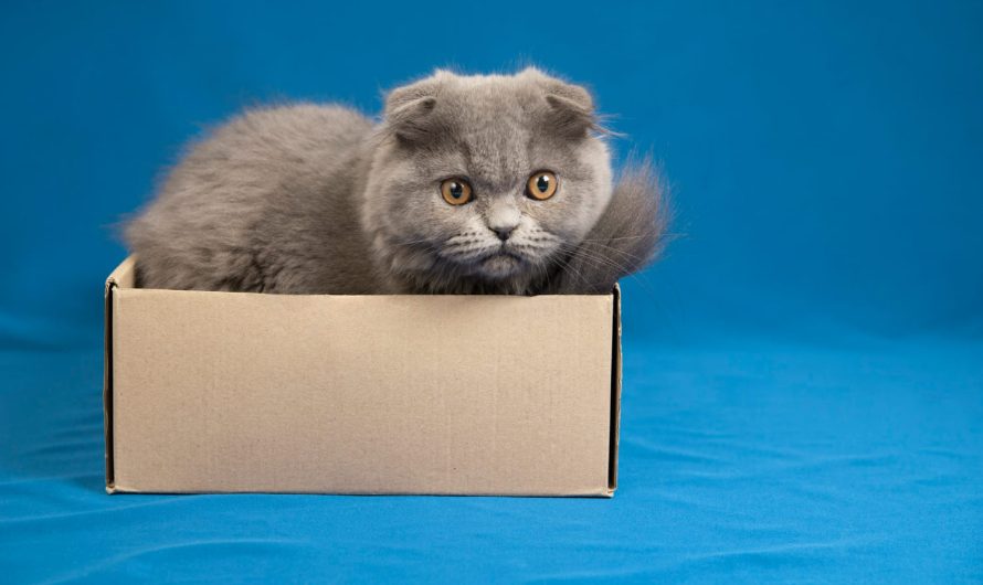 Идеальный уголок для кота: пошаговая инструкция