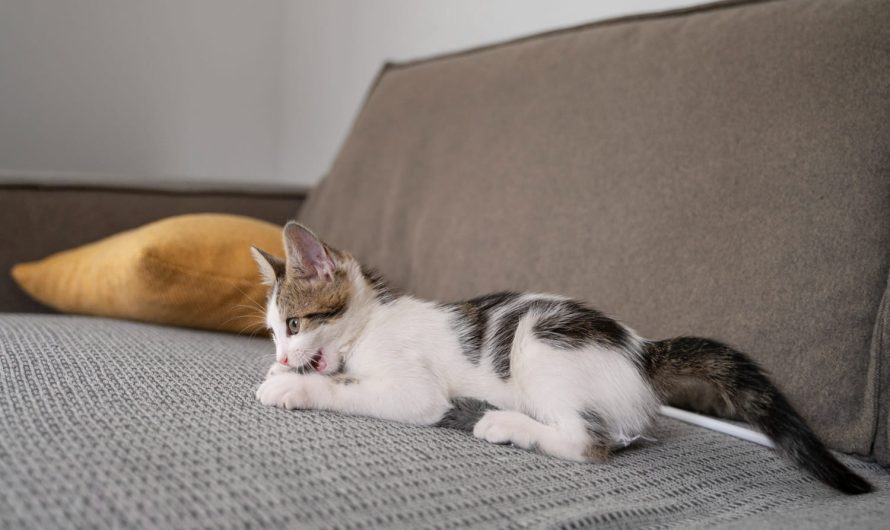 Снова шерсть и рваный диван? Эти советы сохранят твои нервы