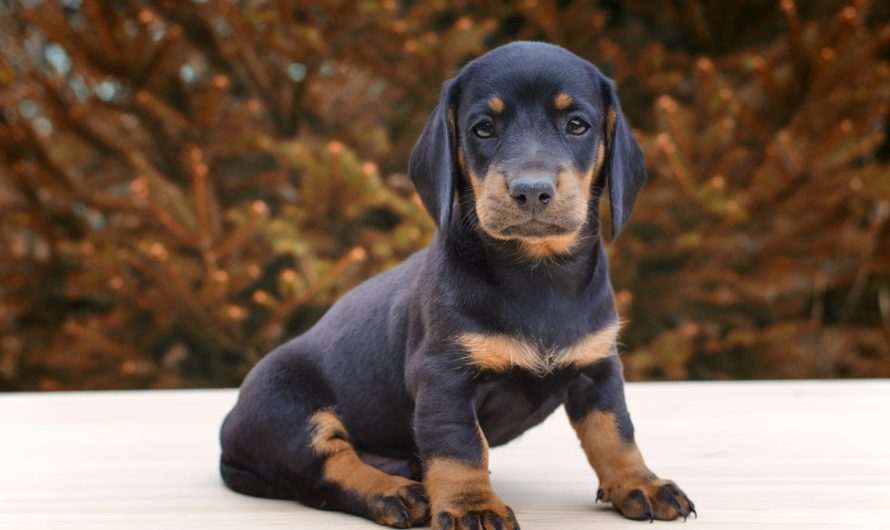 Что делать, если щенок уничтожает вещи, когда вы не дома?