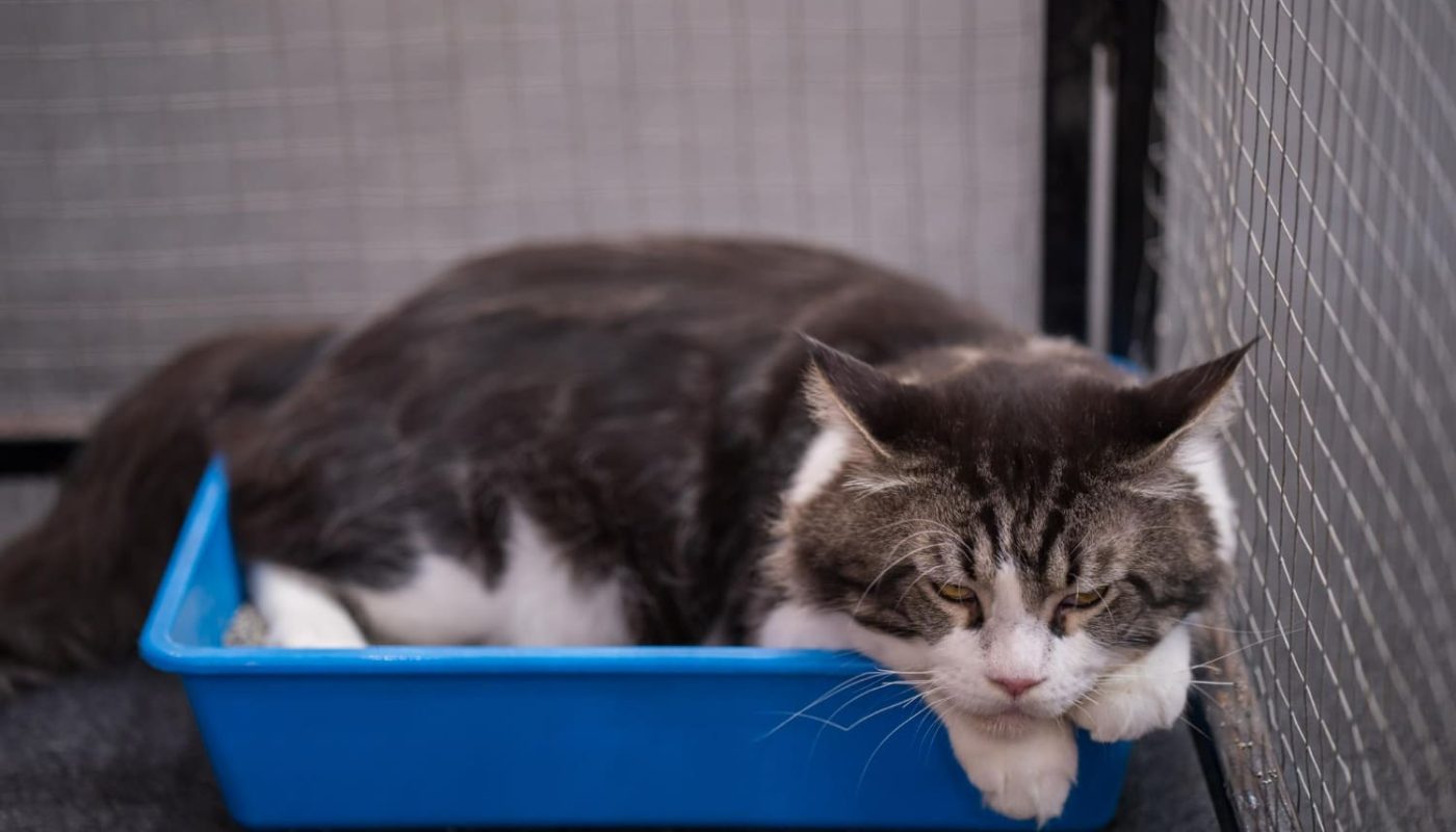 как научить кошку пользоваться лотком