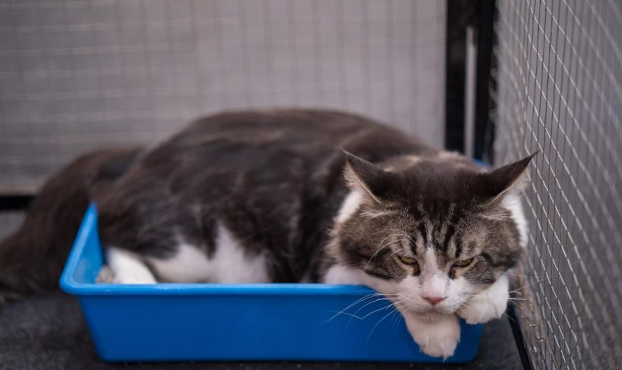 Как научить кошку ходить в лоток: простые советы для хозяев