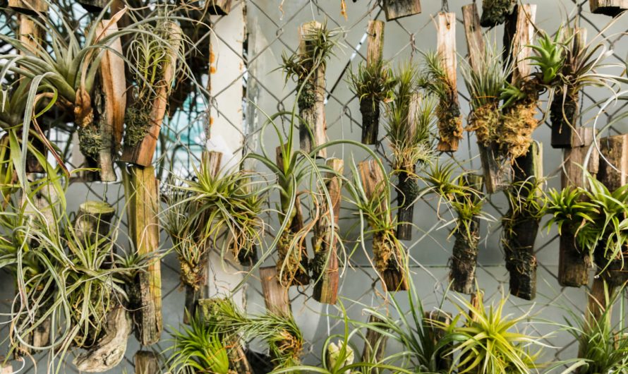 Твій дім розквітне: топ рослин для вертикального озеленення