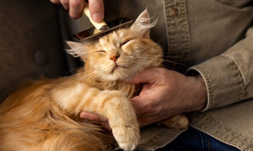 Никогда не делай этого, когда стрижешь когти своему питомцу!