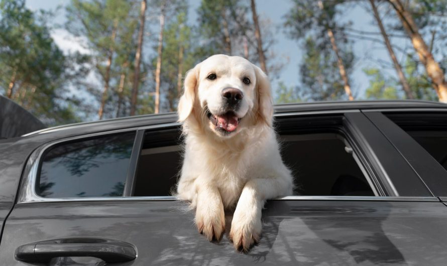 Как безопасно перевозить кота или собаку в машине: советы, которые сохранят нервы и автомобиль