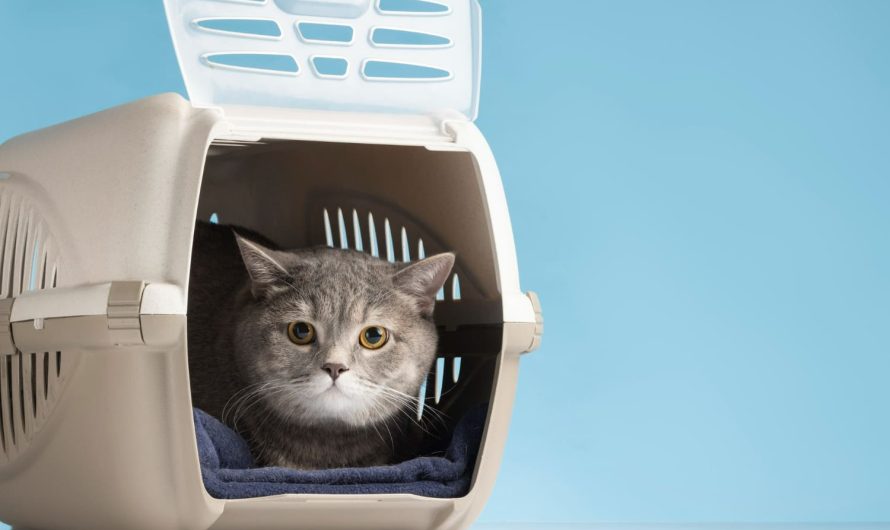 Почему кошка боится переноски и как это поправить дома?