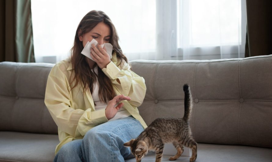 Аллергия на шерсть: как жить с котами и собаками без слез и чихания
