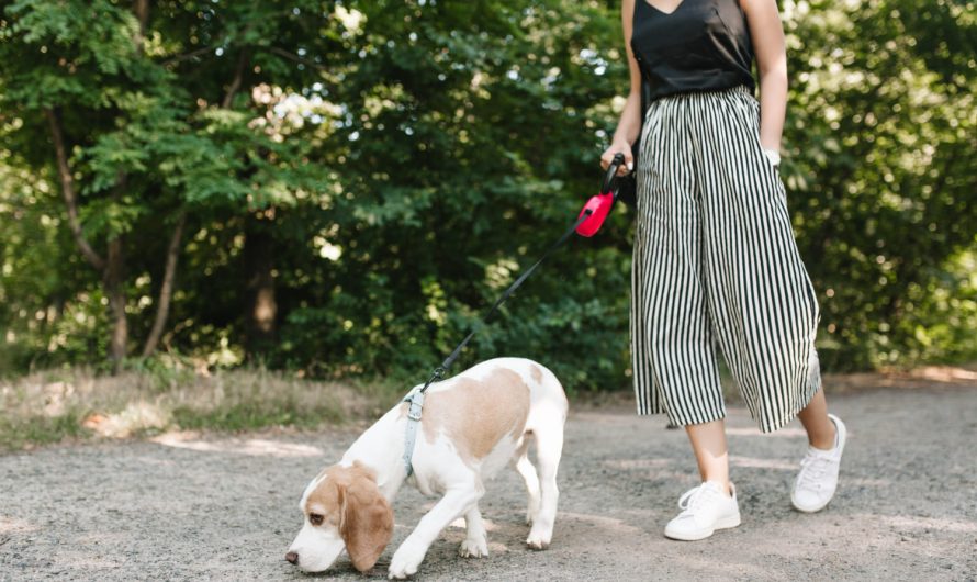 Как быстро отмыть собаку после прогулки? Суперспособ за 2 минуты!