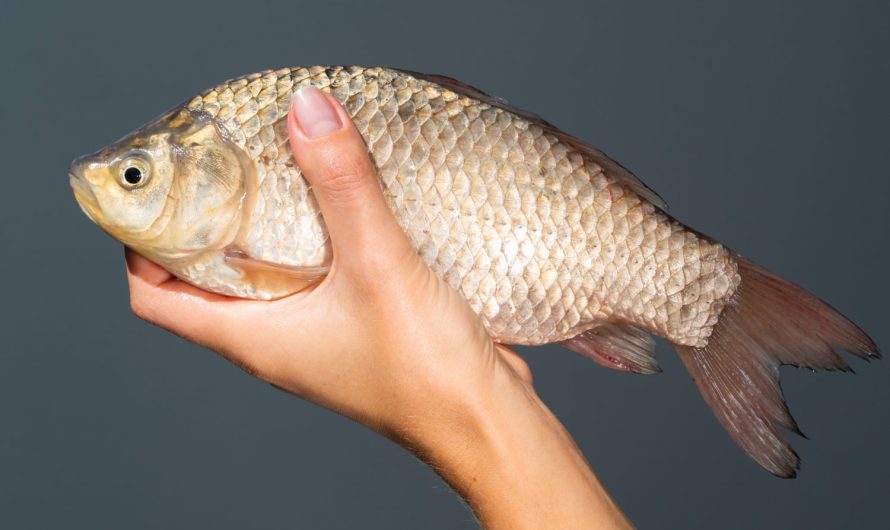 Карпова насадка без зайвих експериментів