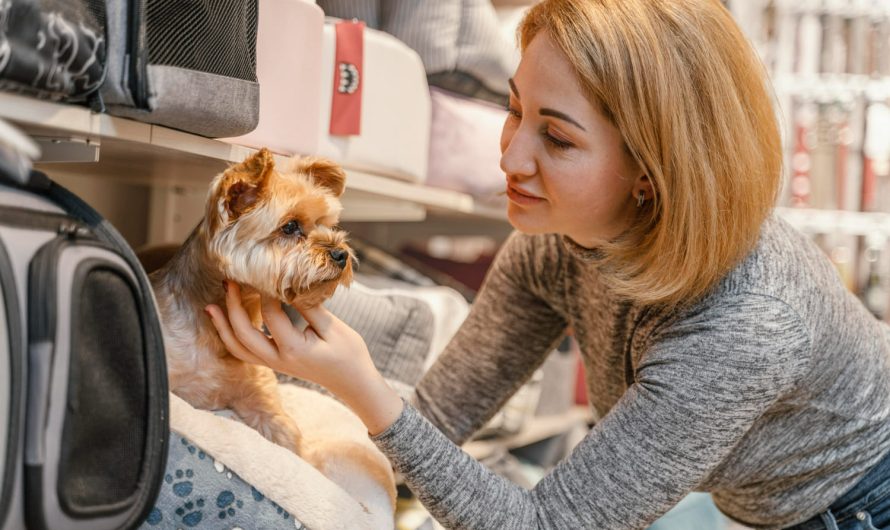 График кормления животных: как навести порядок в миске и в доме