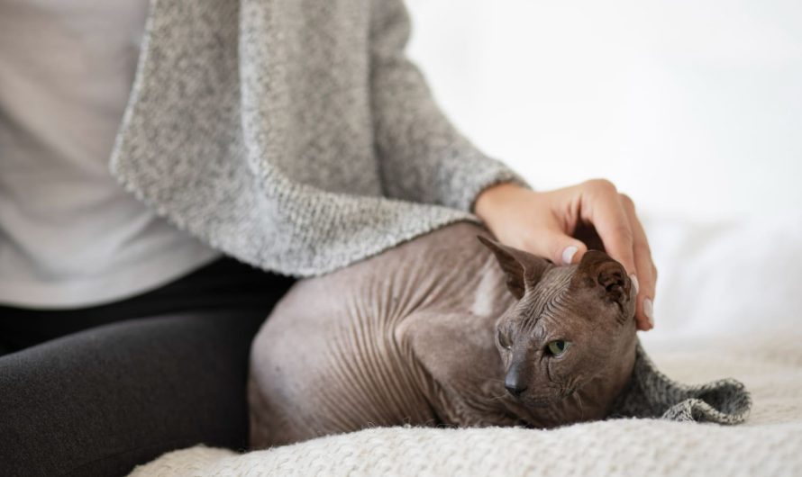 Признаки боли у собаки или кошки, которые легко пропустить