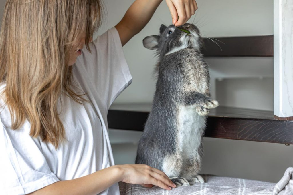 Как безопасно купать грызунов