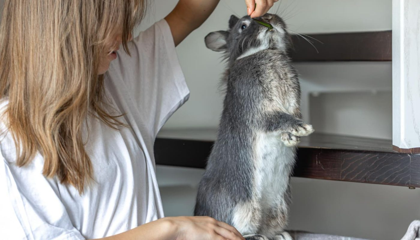 Как безопасно купать грызунов