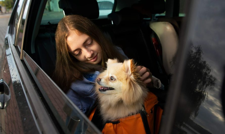 Як годувати тварину під час подорожі, щоб уникнути проблем