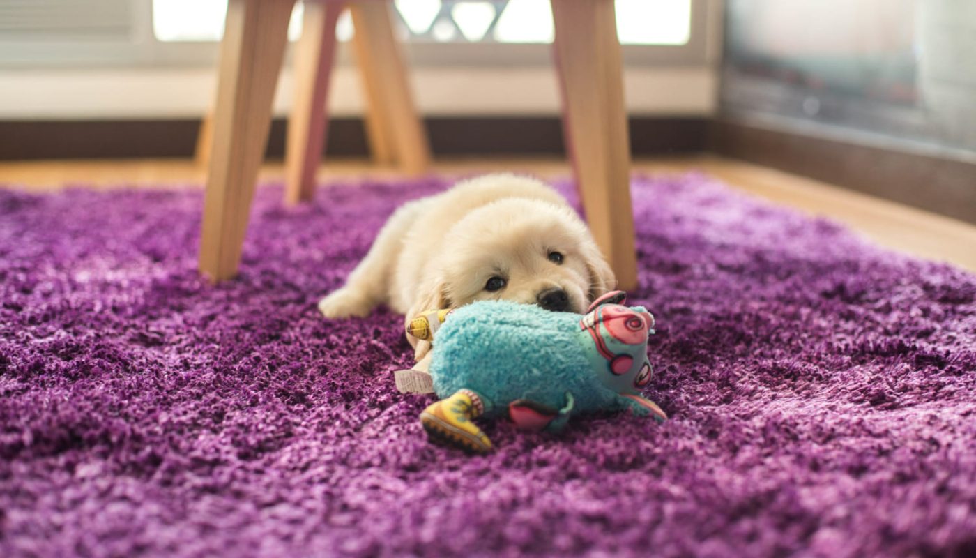 Прибирання шерсті без пилососа