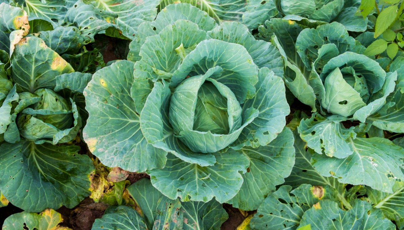 Чому гусениці з’являються на капусті