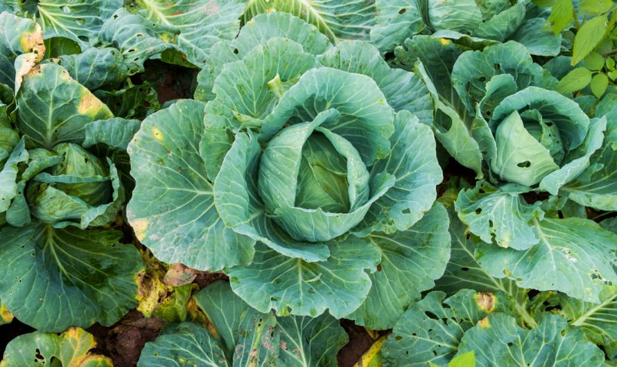 Гусениці їдять капусту: ефективні народні способи захисту