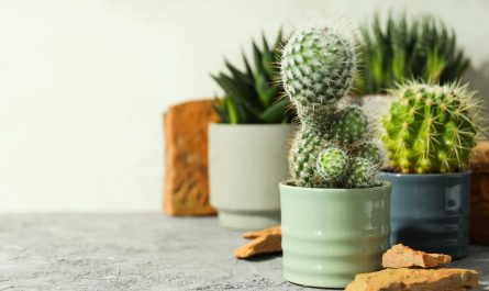 кактус