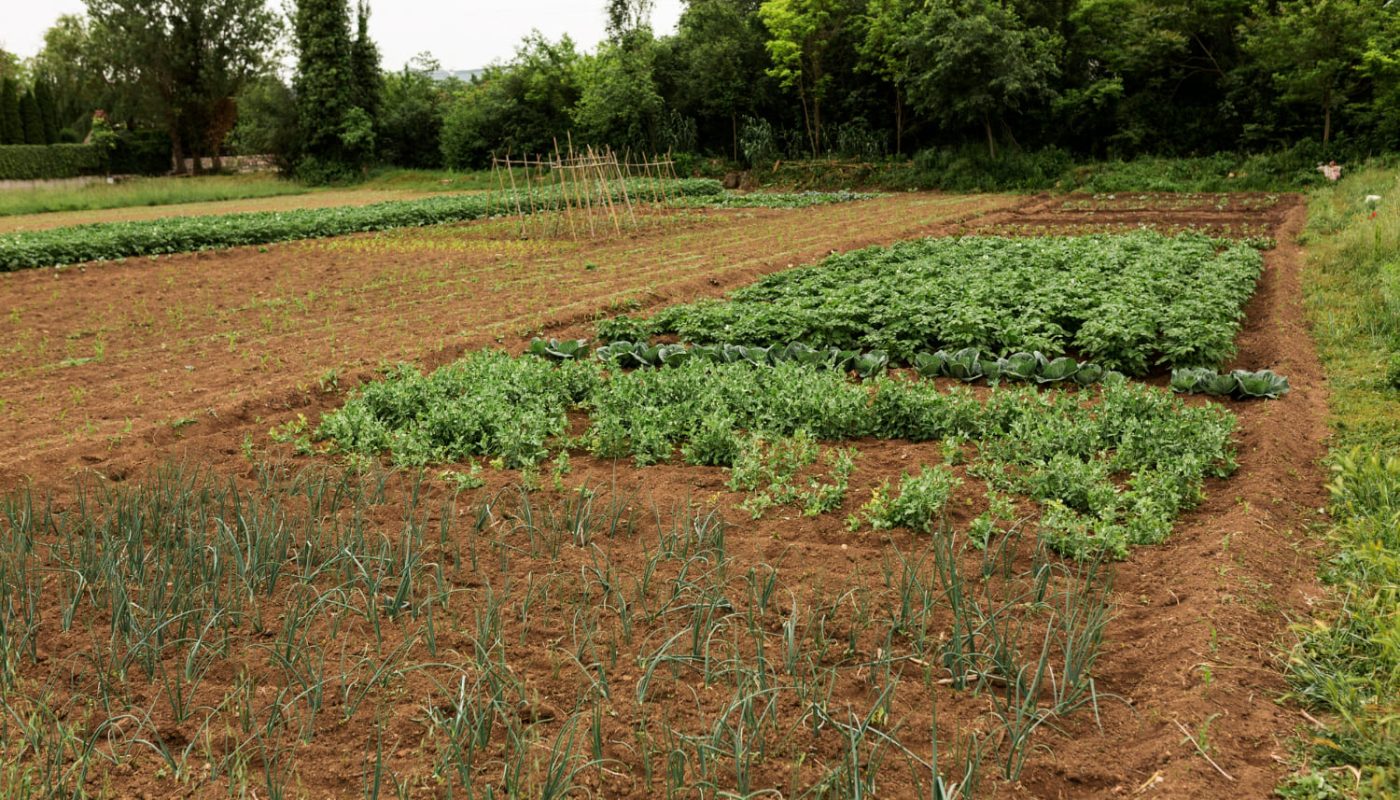 Що таке сівозміна