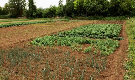 Что такое севооборот