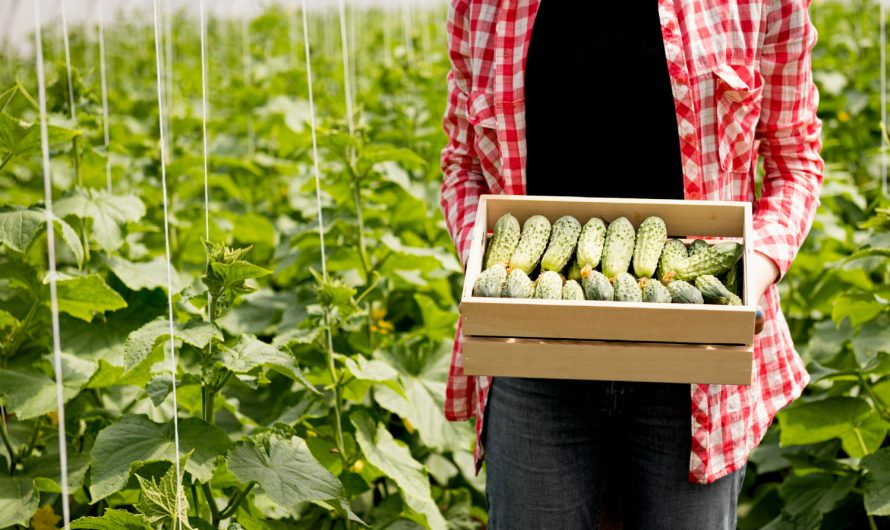 Огірки в теплиці дають мало плодів: 6 головних помилок