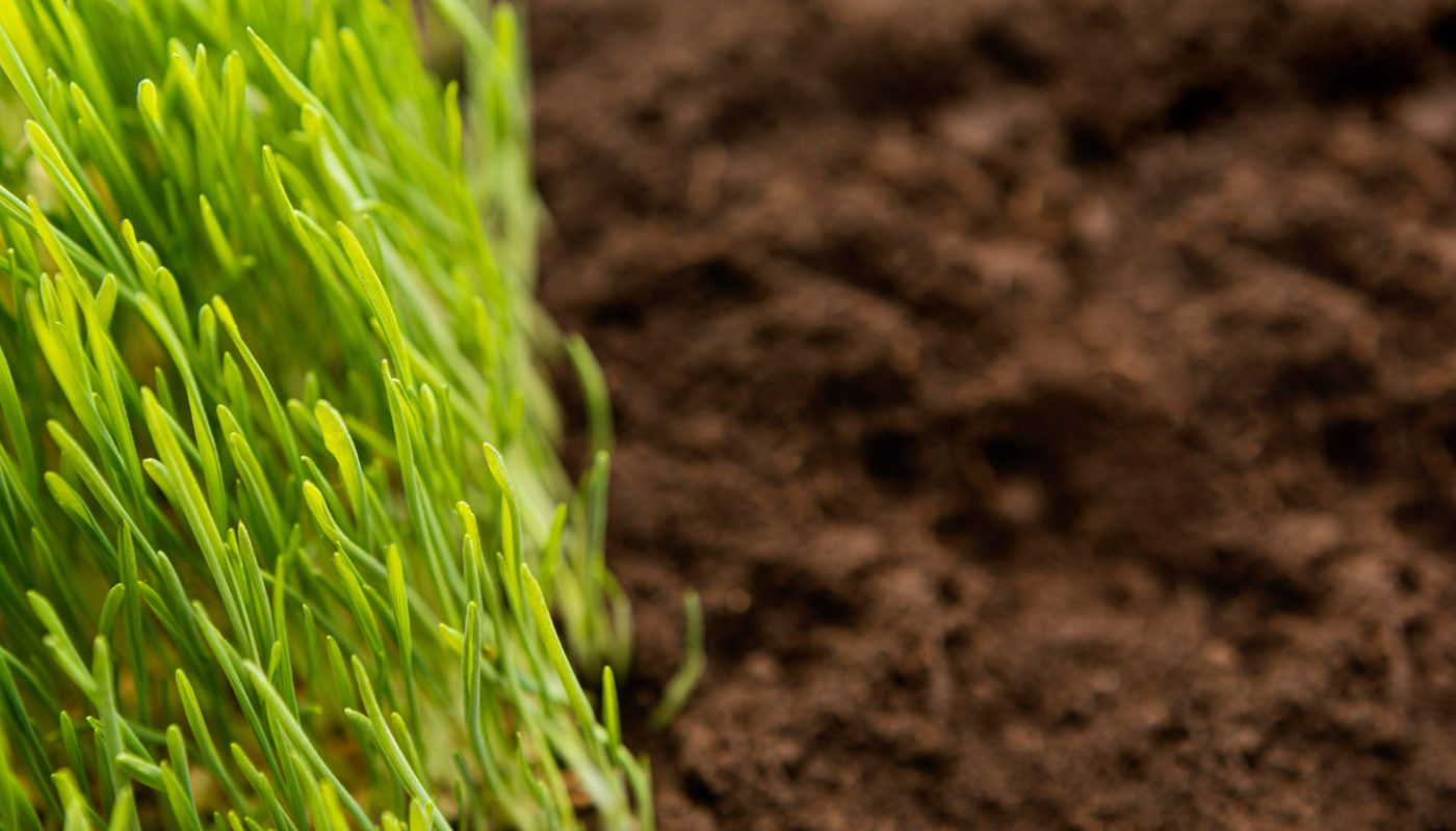 Родючий ґрунт