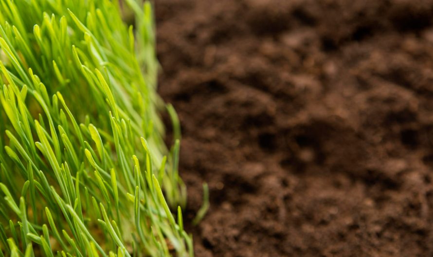 Як зробити ґрунт родючим без добрив: прості рішення, які дають результат