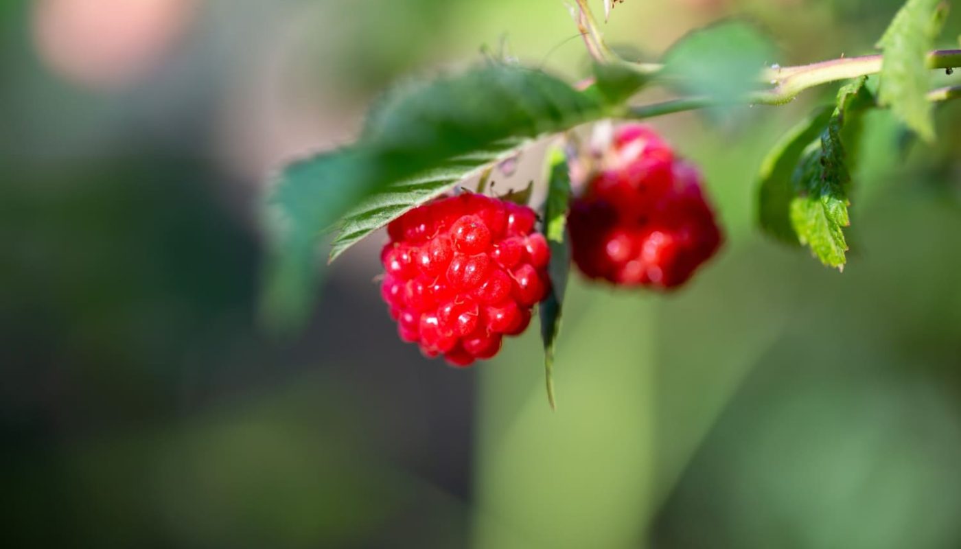 Як неправильна обрізка впливає на врожай