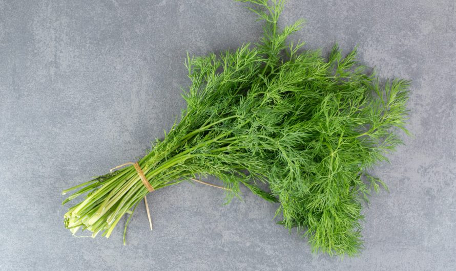 Кріп погано росте на грядці: як виправити проблем