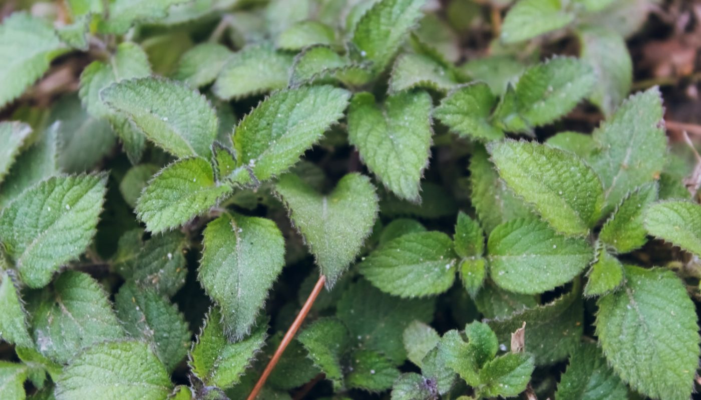 удобрение из крапивы