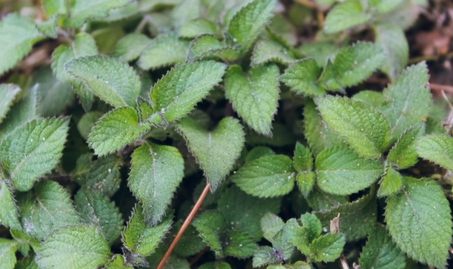 Натуральне добриво з кропиви: як приготувати за 3 дні