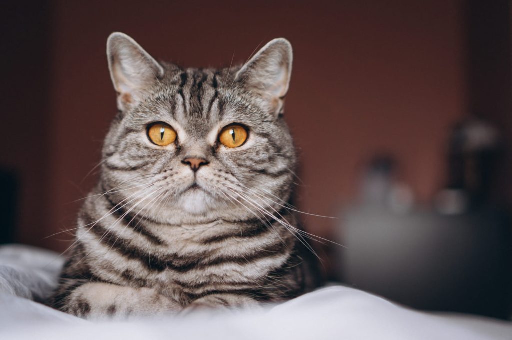 кот