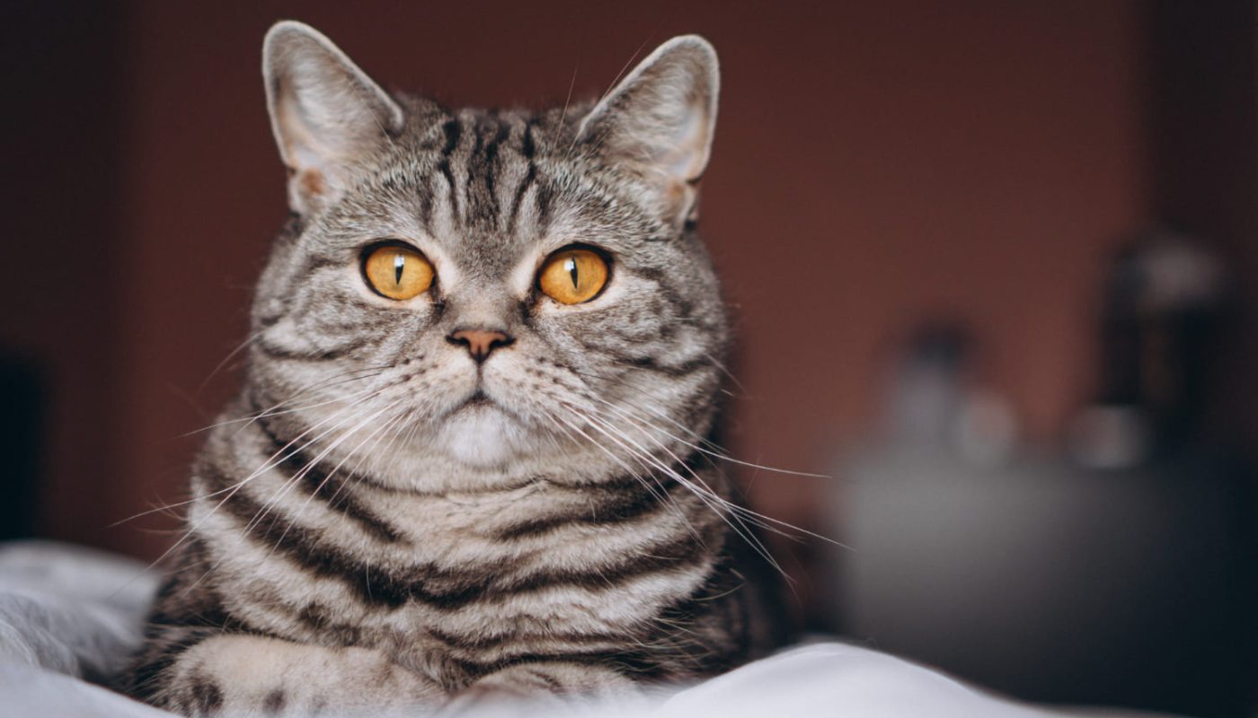 кот